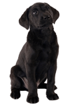 Promo Pup