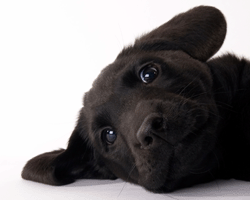 Promo Pup